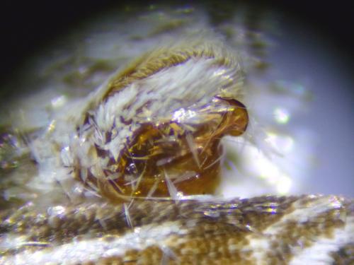 Ancylolomia tentaculella